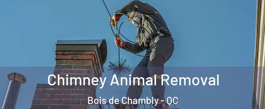 Chimney Animal Removal Bois de Chambly - QC