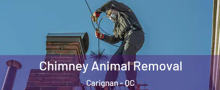 Chimney Animal Removal Carignan - QC