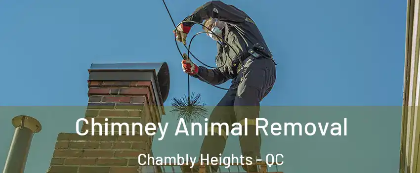 Chimney Animal Removal Chambly Heights - QC