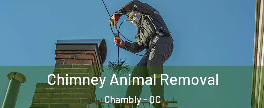 Chimney Animal Removal Chambly - QC