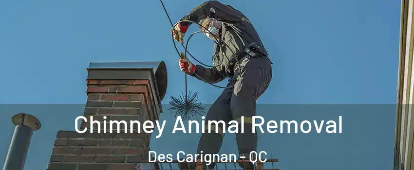 Chimney Animal Removal Des Carignan - QC