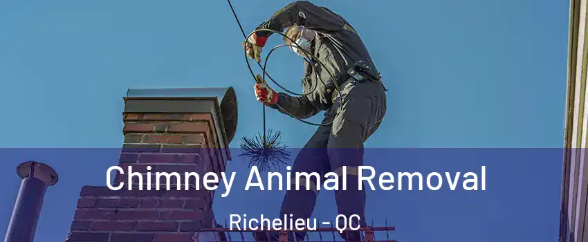  Chimney Animal Removal Richelieu - QC